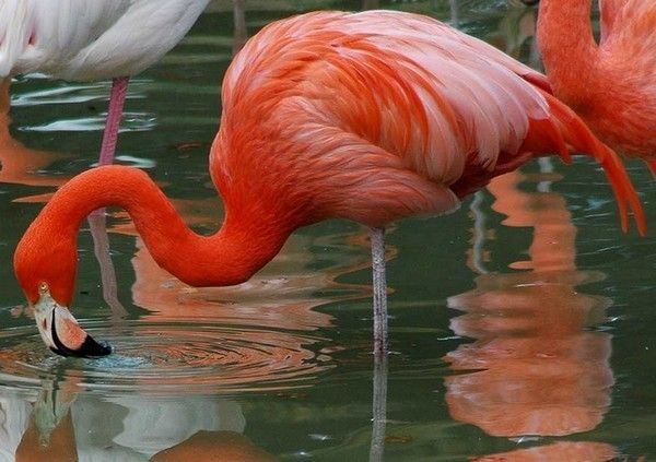 Animaux ROUGE