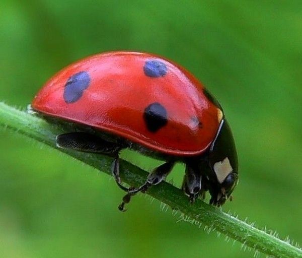 Animaux ROUGE