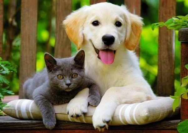 Chien Et Chat