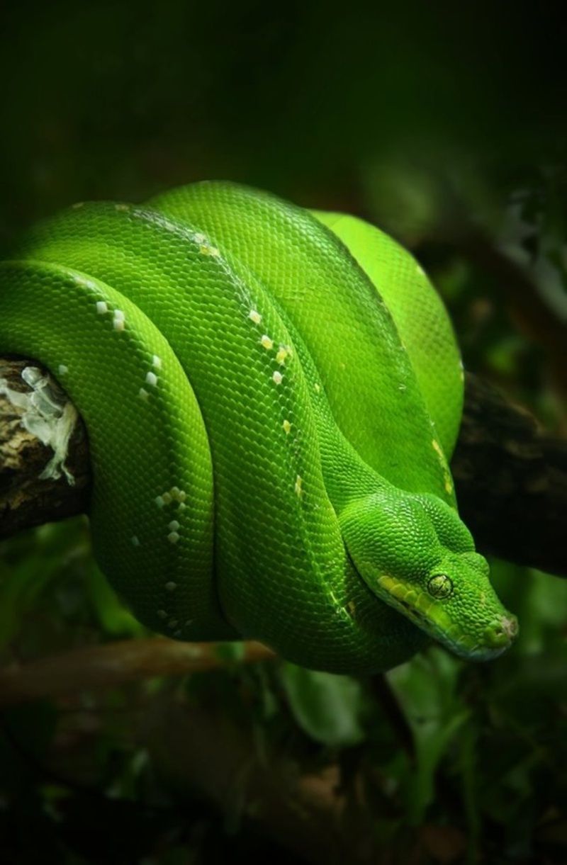 verte anaconda