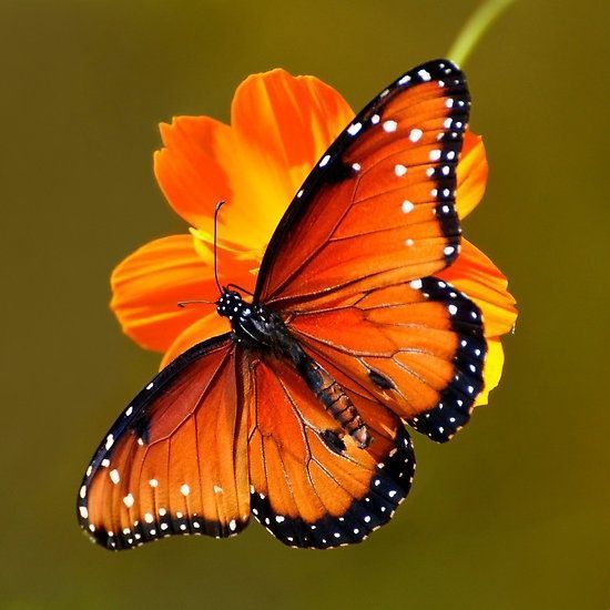 papillon tableau main image 0